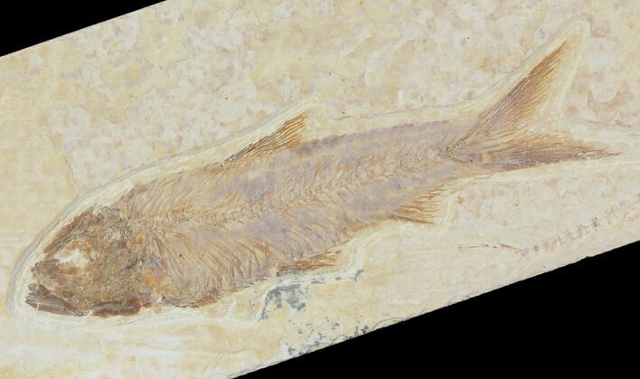 Detailed Fossil Fish (Knightia) - Wyoming #115088